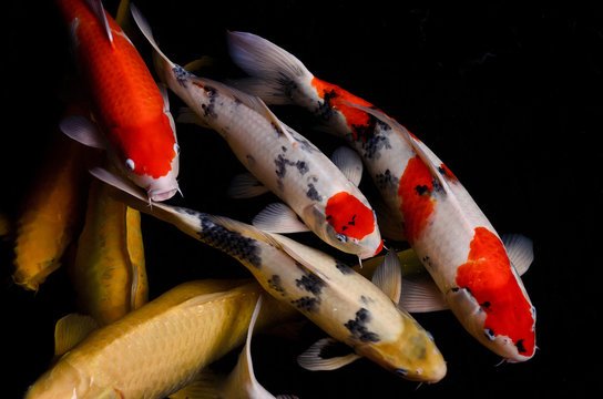 Koi fish
