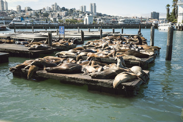 Seals on a Pile on San Francisco Pier 39