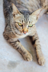 Closeup face of the cat.