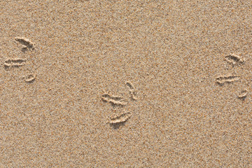 Fototapeta na wymiar Bird tracks in the sand