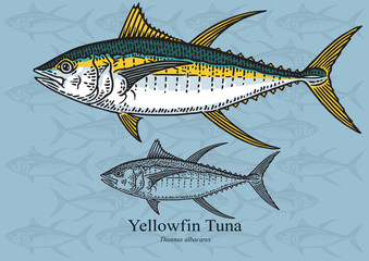 Fototapeta premium Yellowfin Tuna. Vector illustration for artwork in small sizes. Suitable for graphic and packaging design, educational examples, web, etc.