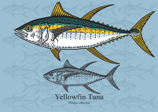 Yellowfin Tuna. Vector illustration for artwork in small sizes. Suitable for graphic and packaging design, educational examples, web, etc.