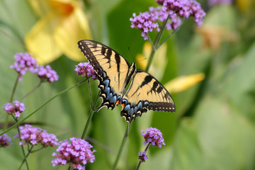 Fototapeta premium Eastern Tiger Swallowtail