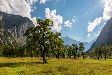 Old maple trees at Grosser Ahornboden, mountain enclave of Tyrol