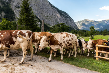 Fototapeta na wymiar Cattle returns home in scenic mountains of Grosser Ahornboden Austria