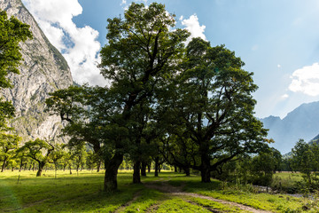 Fototapeta na wymiar Maple trees at Grosser Ahornboden, mountain enclave of Tyrol 