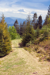 Fototapeta na wymiar footpath among fir-trees in the mountains