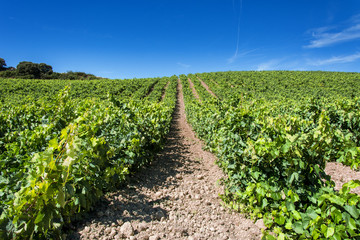 Fototapeta na wymiar viñedos en La Rioja
