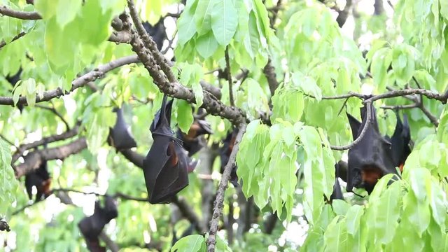 flying foxes hanging on tree at Thailand