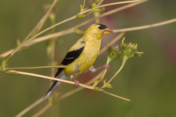 Fototapeta premium American Goldfinch