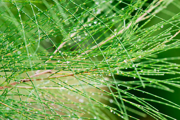 Abstract patterns of nature