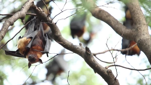 flying foxes hanging on tree at Thailand