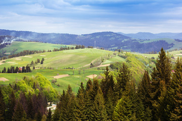 landscape of a Carpathians mountains with grassy valley and fir-