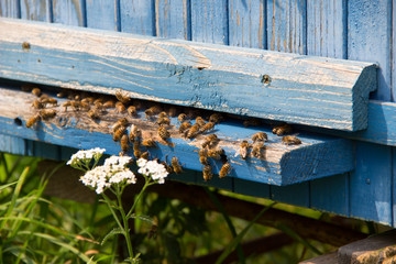 Fototapeta na wymiar Life of bees. Worker bees. The bees bring honey.