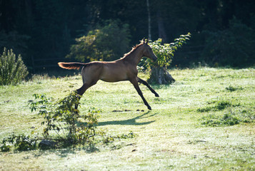 running purebred akhalteke dam with foal in the paddock