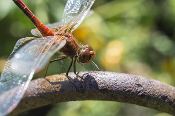 The having a rest dragonfly