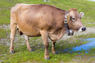 Naklejka na ściany i meble Cow on a pasture in the Alps