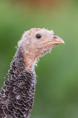 Portrait of a yong turkey on the organic household yard. Authentic farm series.