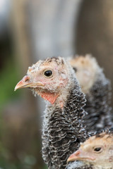 Portrait of a yong turkey on the organic household yard. Authentic farm series.