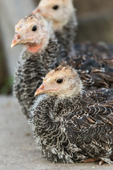 Portrait of a yong turkey on the organic household yard. Authentic farm series.