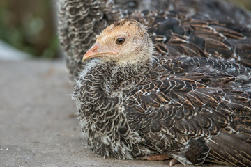 Portrait of a yong turkey on the organic household yard. Authentic farm series.