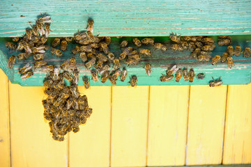Life of bees. Worker bees. The bees bring honey.