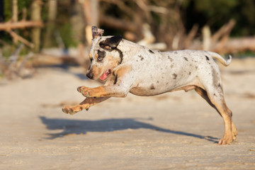happy catahoula puppy running on a beach