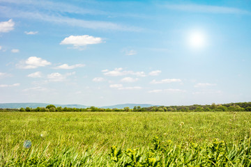 Field of green grass and sky. Background with cloudy sky and grass. 