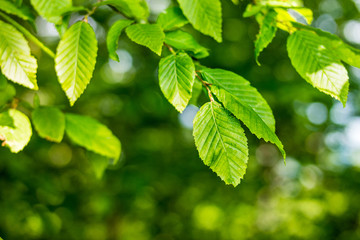 Fresh green leaf backgrounds. Shallow depth of field. Green fresh leaves on tree with shallow depth of field.