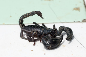 scorpions