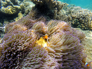 Naklejka na ściany i meble Clown fish in a sea anemone, Malaysia