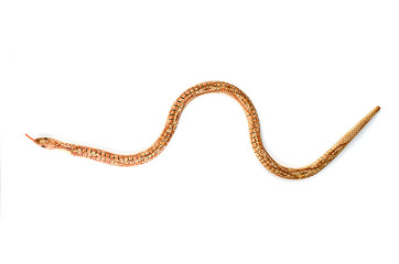 Snake models made ​​of wood