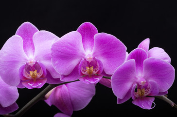Pink streaked orchid flower, isolated on black background