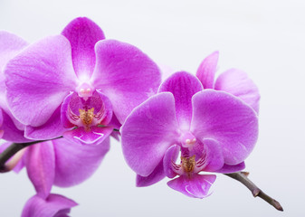 Fototapeta premium Pink streaked orchid flower, isolated on white background