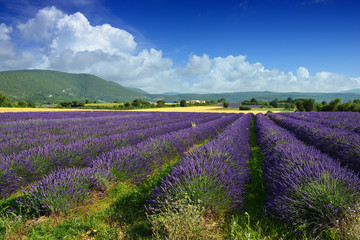 Fototapeta na wymiar Lavender fields in Provence, France