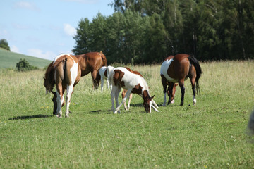 Fototapeta na wymiar Batch of paint horses on pasturage
