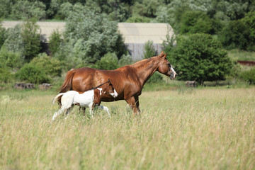 Fototapeta premium Mare with a foal running