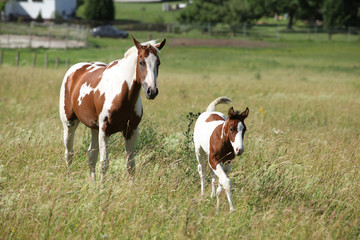 Young paint horse with little foal moving together