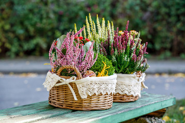 Calluna, hebe and kalanchoe
