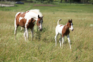 Naklejka na ściany i meble Young paint horse with little foal moving together