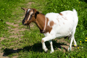 Naklejka na ściany i meble Brown white colored goat in the austrian alps.