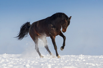 Funny horse  on snow field against blue sky