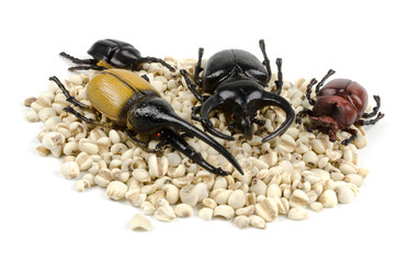 Beetle isolate photo