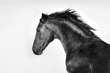 Dark stallion portrait in motion isolated on white background