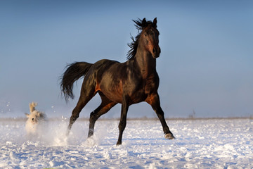 Fototapeta na wymiar Bay stallion run in snow with dog