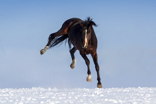 Funny horse  on snow field against blue sky