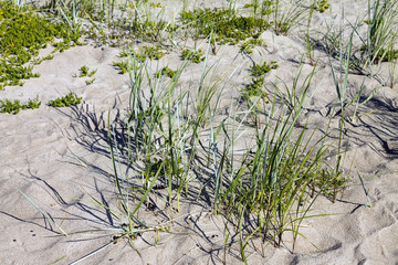 En dag på stranden en sommardag