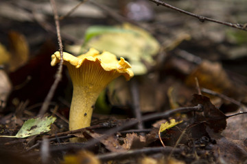.mushroom chanterelle close up growing in the forest