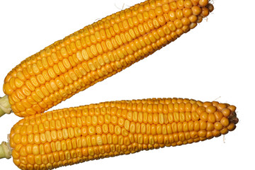 maize isolated on white background