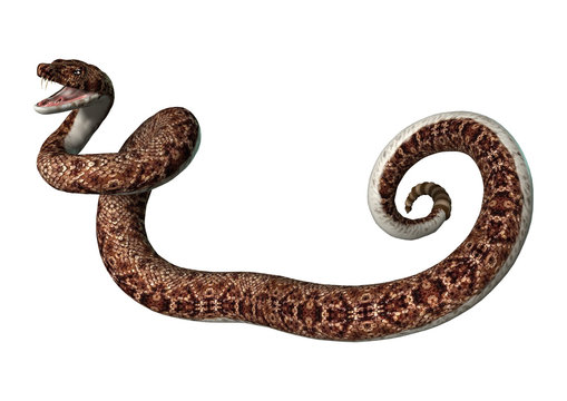 3D Rendering Rattlesnake on White